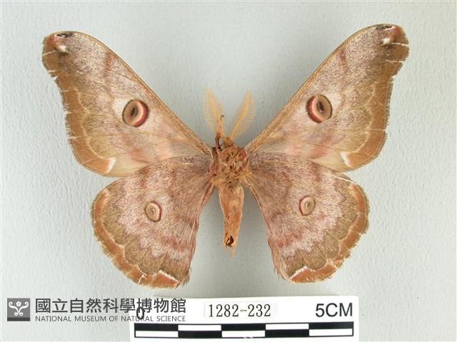 綠目天蠶蛾藏品圖，第2張