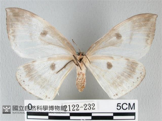 圓翅大鉤蛾藏品圖，第2張