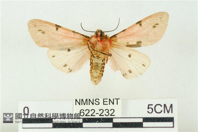 棍棒污燈蛾藏品圖，第2張