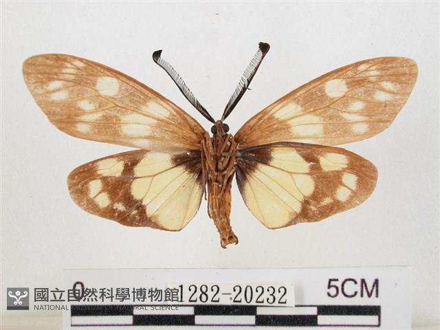 蓬萊茶斑蛾藏品圖，第2張