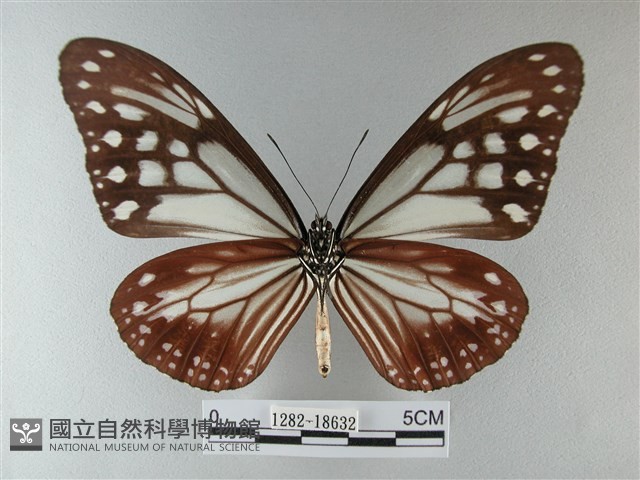 大絹斑蝶藏品圖，第2張