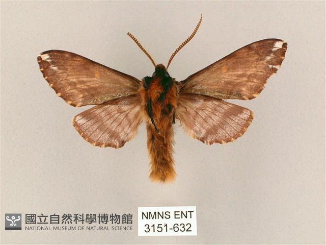 井上氏絨毛天蛾藏品圖，第2張