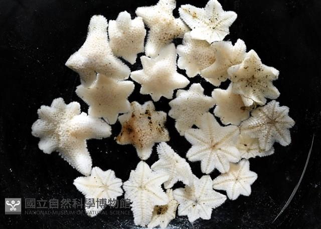 伯頓海燕藏品圖，第2張