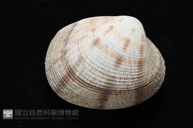 千妮簾蛤藏品圖，第2張