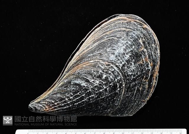 黑旗江珧蛤藏品圖，第2張