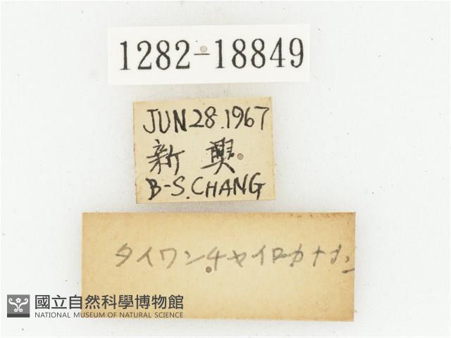 臺灣高山褐騷金龜藏品圖，第3張