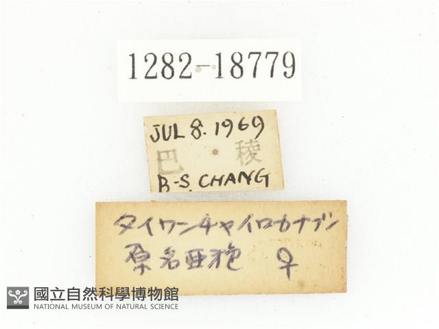 臺灣高山褐騷金龜藏品圖，第3張