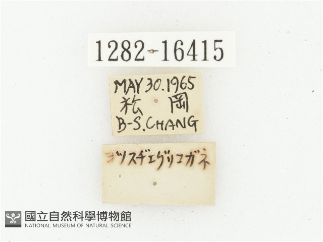 巴蘭陷紋金龜藏品圖，第3張