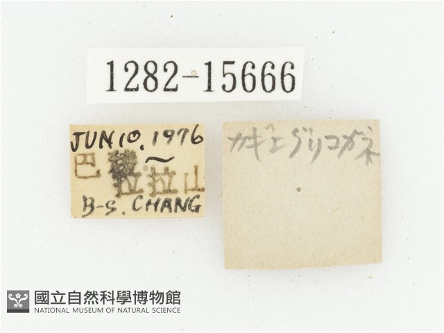 叉斑陷紋金龜藏品圖，第3張