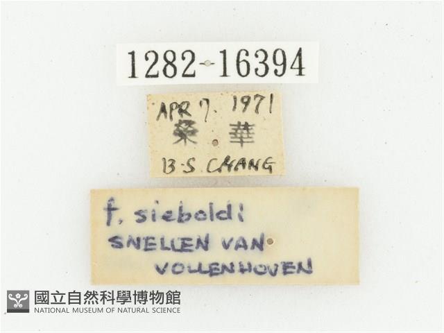 偽橫斑黑花金龜藏品圖，第3張