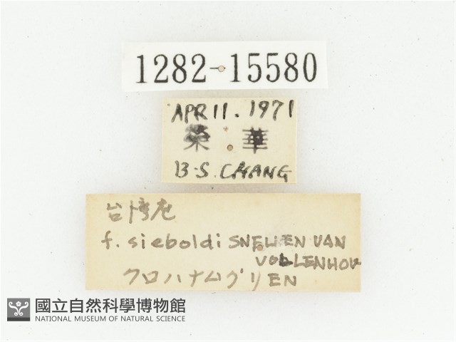 橫斑黑花金龜藏品圖，第3張