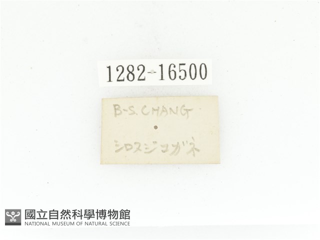 臺灣白條金龜藏品圖，第3張