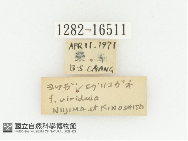 黑斑陷紋金龜藏品圖，第3張