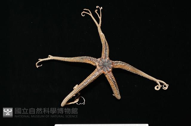 鞭枝蛇尾藏品圖，第2張