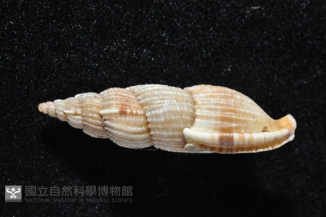 長形核螺藏品圖，第2張