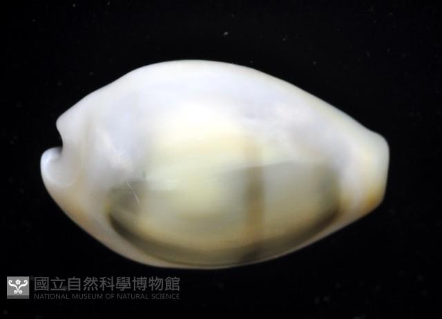 黃寶螺藏品圖，第2張