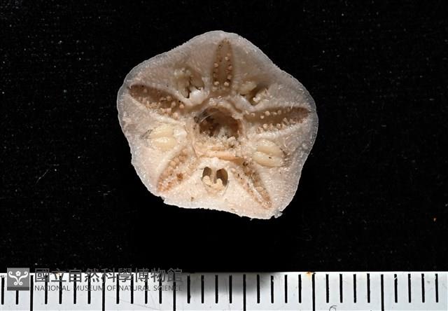 未知種開曼海星藏品圖，第2張