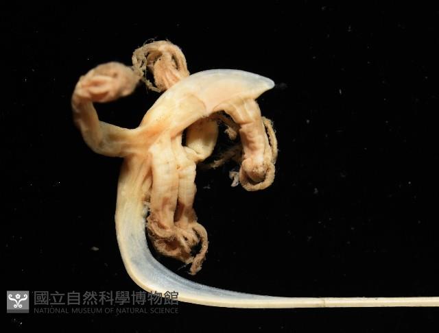 未知種鈍矢海鰓藏品圖，第2張