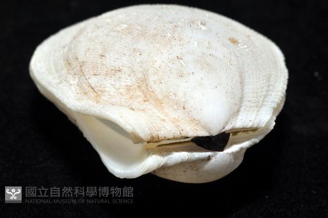 小黃狐蛤藏品圖，第2張