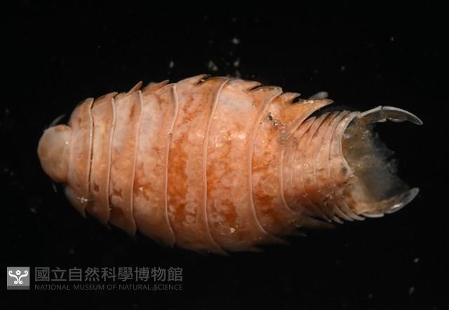 未知種尖甲水虱藏品圖，第2張