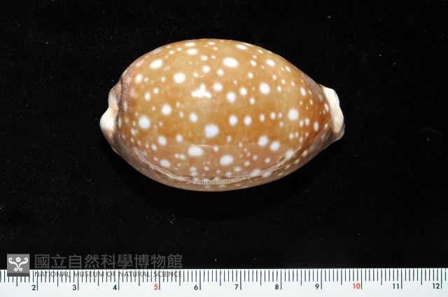 白星寶螺藏品圖，第2張