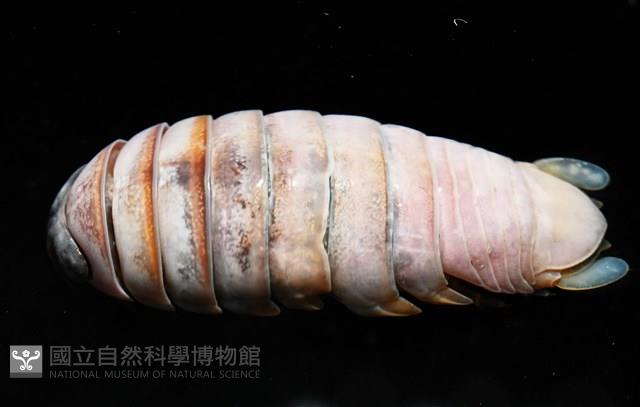 未知種紡錘水虱藏品圖，第2張