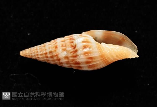 東風蛹筆螺藏品圖，第2張