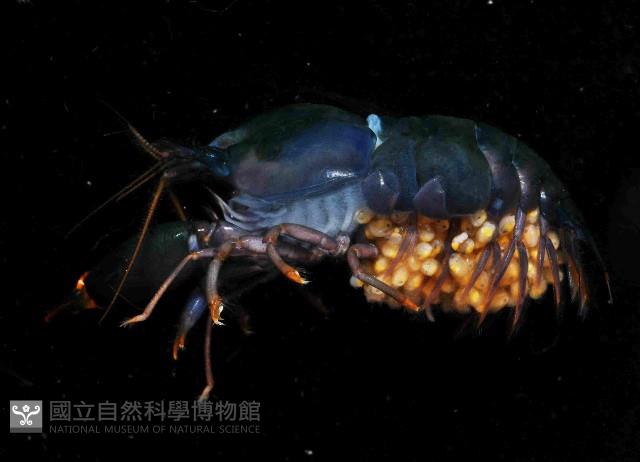 狄氏擬槍蝦藏品圖，第2張