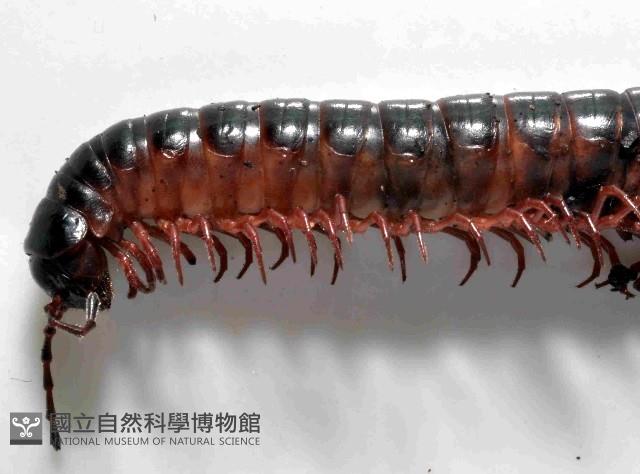 山嶺似腹馬陸(暫譯)藏品圖，第2張