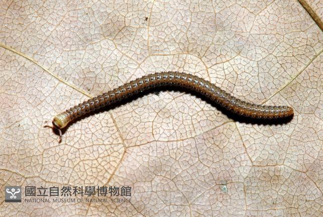 顆粒雕囊馬陸藏品圖，第2張
