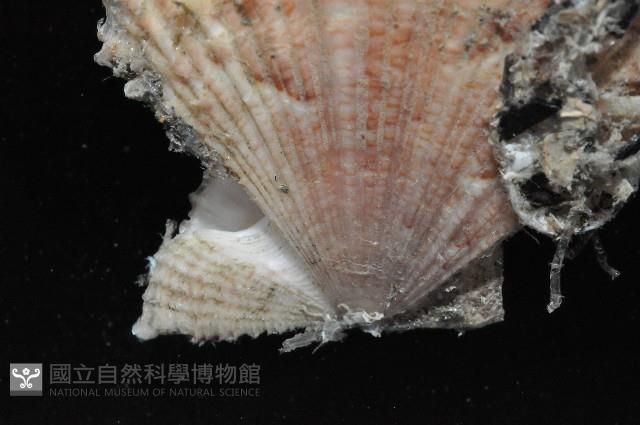 臺灣海扇蛤藏品圖，第2張
