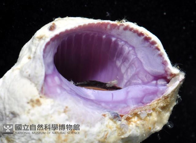 紫口珊瑚螺藏品圖，第2張