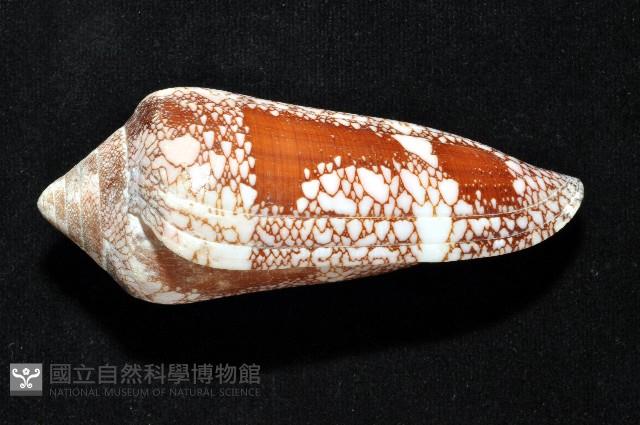 美華芋螺藏品圖，第2張