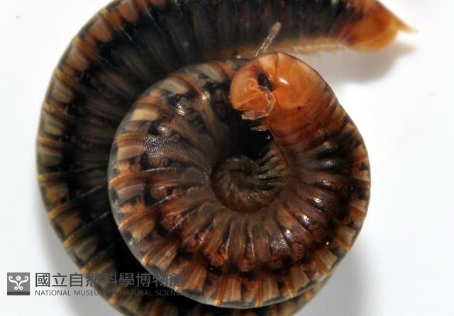 未知種姬馬陸藏品圖，第2張