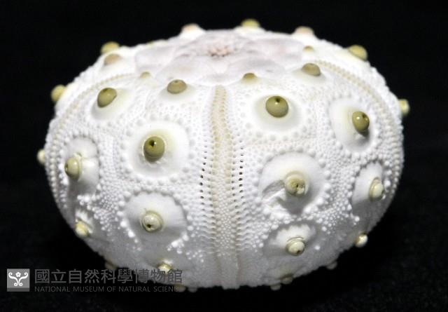 琉球柄頭帕藏品圖，第2張