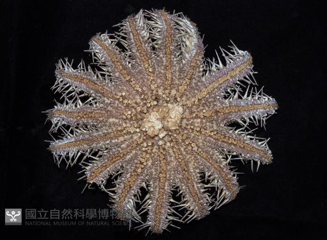 棘冠海星(長棘海星)藏品圖，第2張