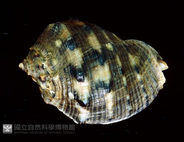 台灣岩螺藏品圖，第2張