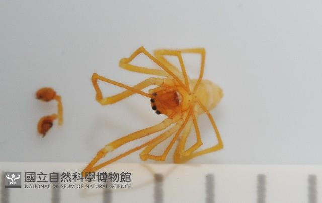 臺灣克羅蛛藏品圖，第2張