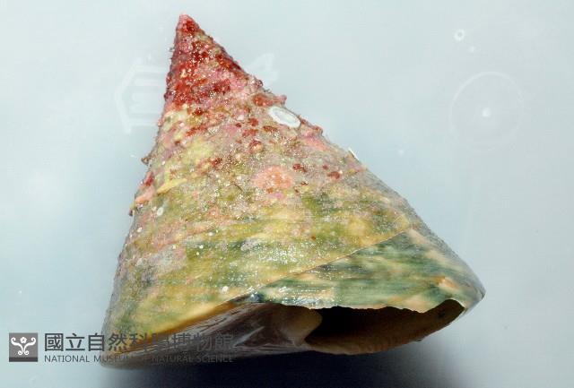 銀塔鐘螺藏品圖，第2張