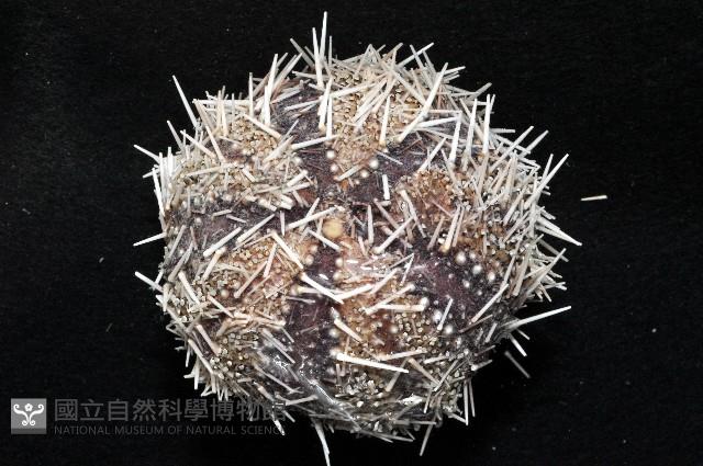 白棘三列海膽藏品圖，第2張