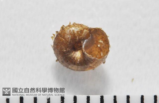 飯匙東洋蝸藏品圖，第2張