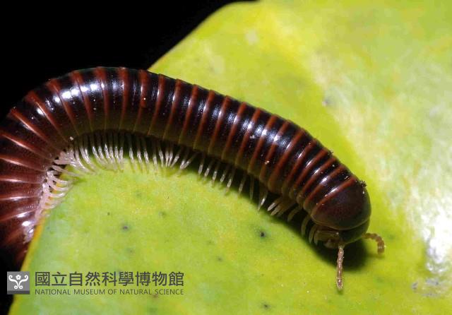 小紅黑馬陸藏品圖，第2張