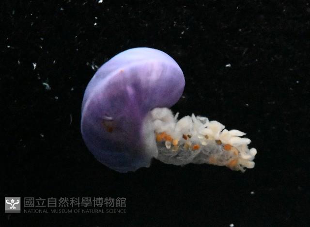 侏儒紫螺藏品圖，第2張