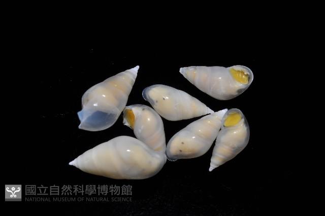 瓷螺之一種藏品圖，第2張