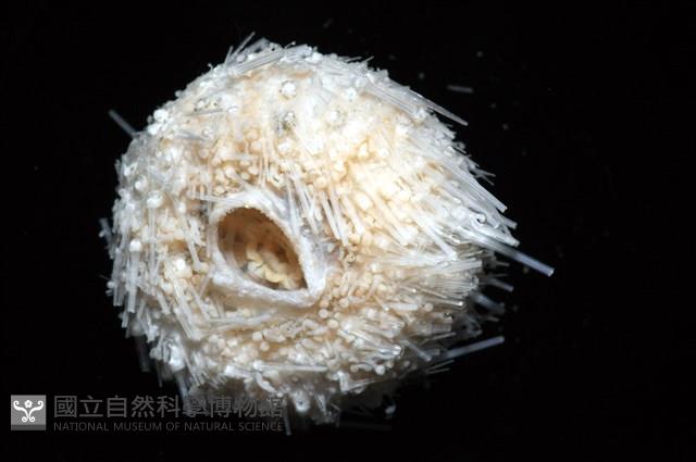 艾氏鋸海膽藏品圖，第2張