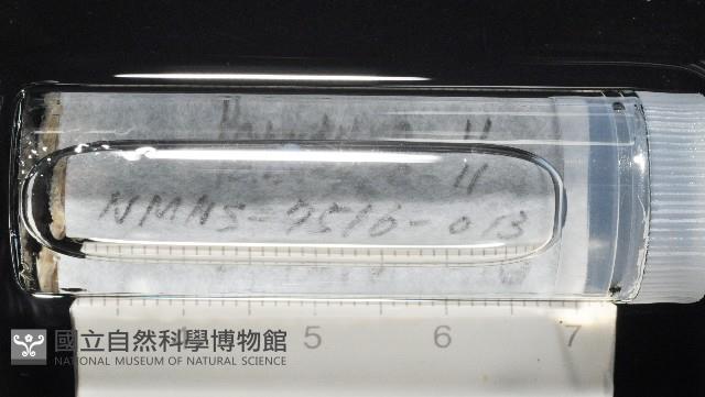 梧棲搓蟄蟲藏品圖，第2張