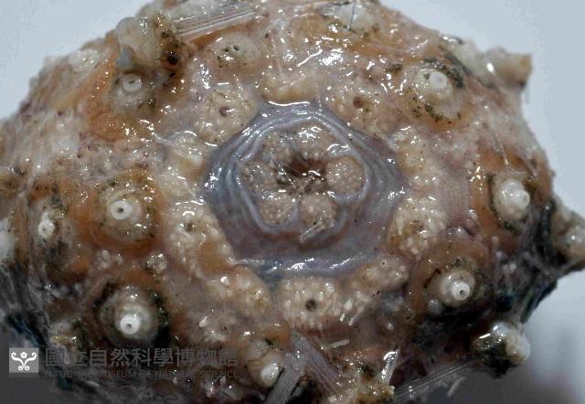 印度近冠海膽藏品圖，第2張