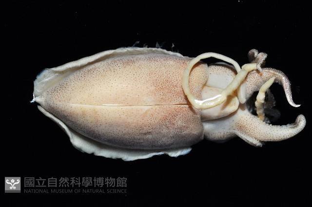 越南烏賊藏品圖，第2張