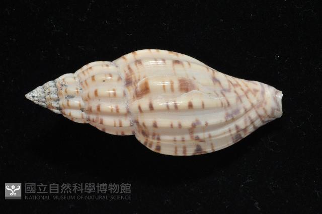 扁肋渦螺藏品圖，第2張