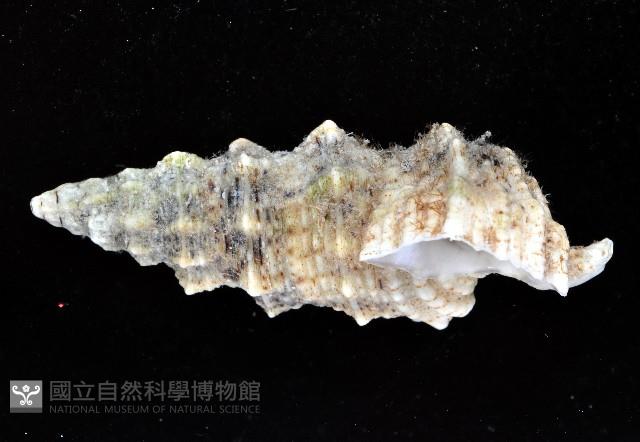 塔蟹守螺藏品圖，第2張